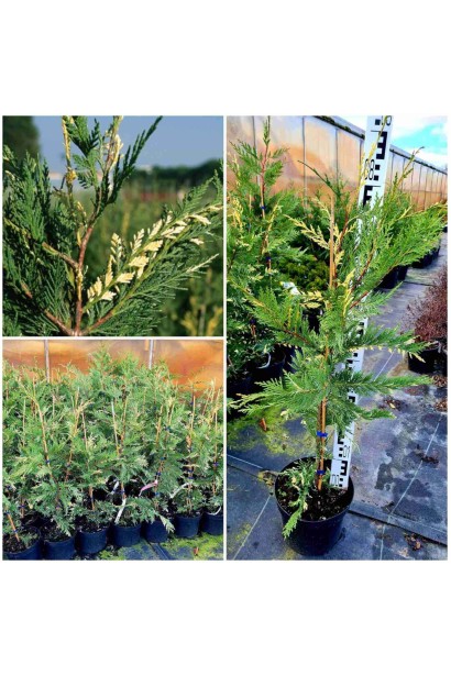 Купрессоципарис Лейланда Варієгата - 3л/вис.70-90см/Ø20-30см